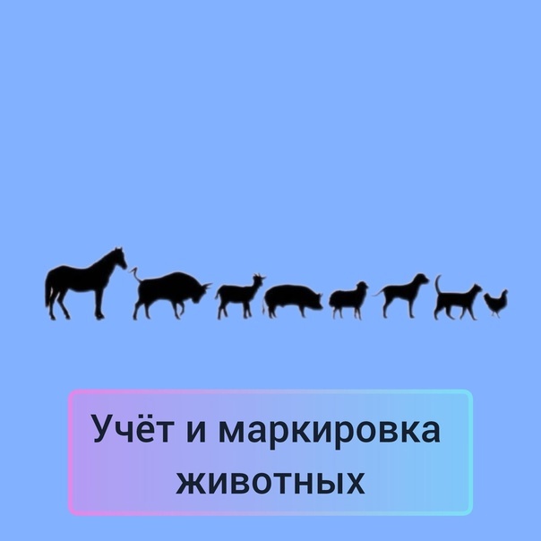 ПОРЯДОК УЧЕТА И МАРКИРОВАНИЯ ЖИВОТНЫХ.